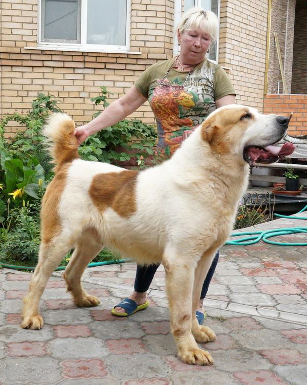 среднеазиатская овчарка фото среднеазиатская овчарка фото