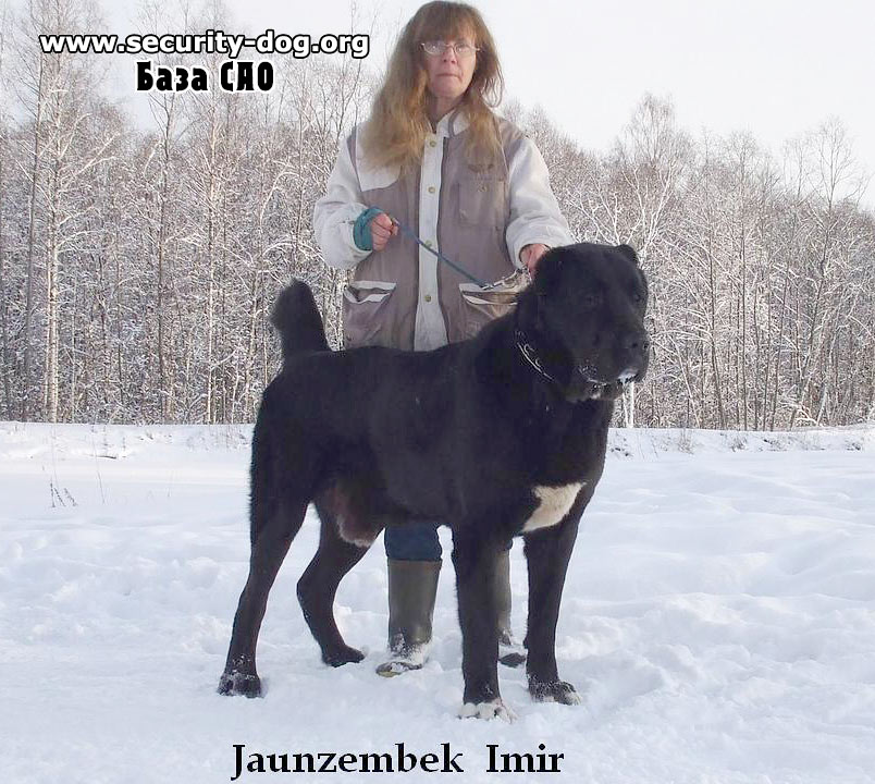 кавказская овчарка фото кавказская овчарка фото