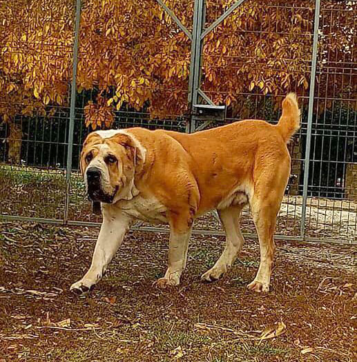 среднеазиатская овчарка фото среднеазиатская овчарка фото